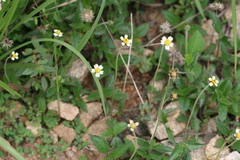 Tridax procumbens